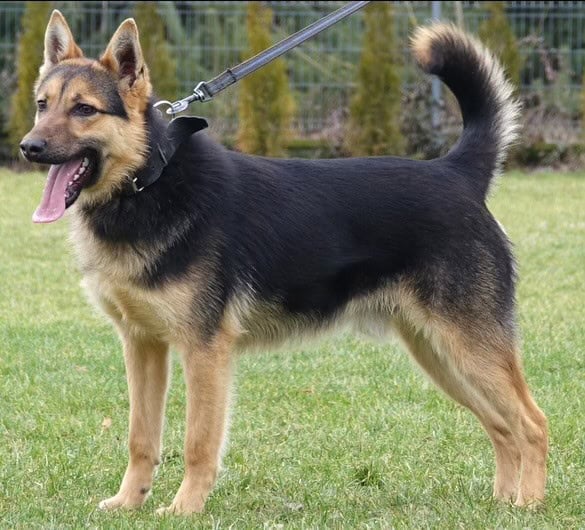 K9 Circus Hello Woodlands