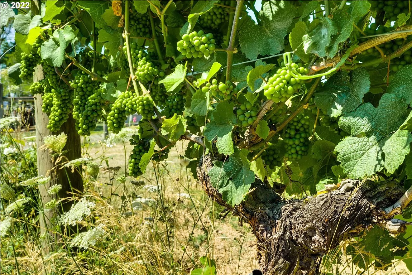 Vineyard For Sale Willamette Valley Oregon Home Farm and Grape Vineyard