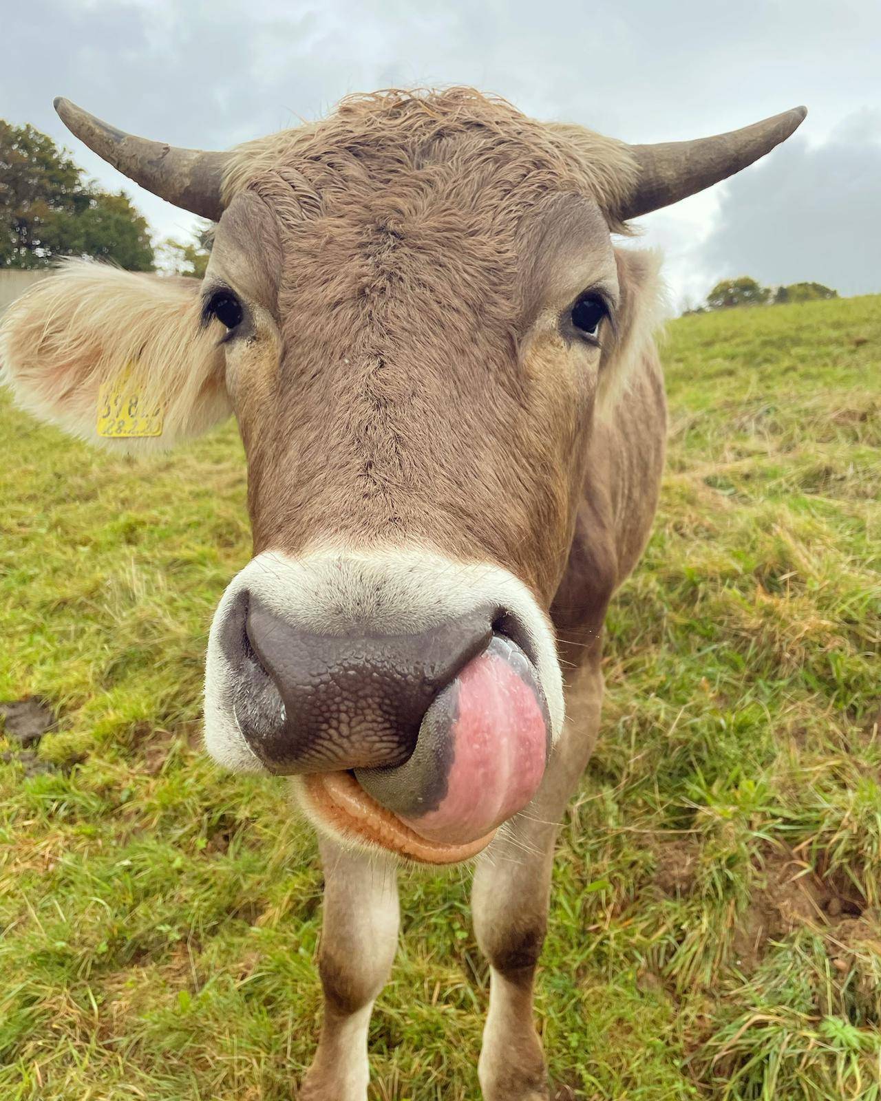 Helmut das Kalb Lerne die Rinder kennen!