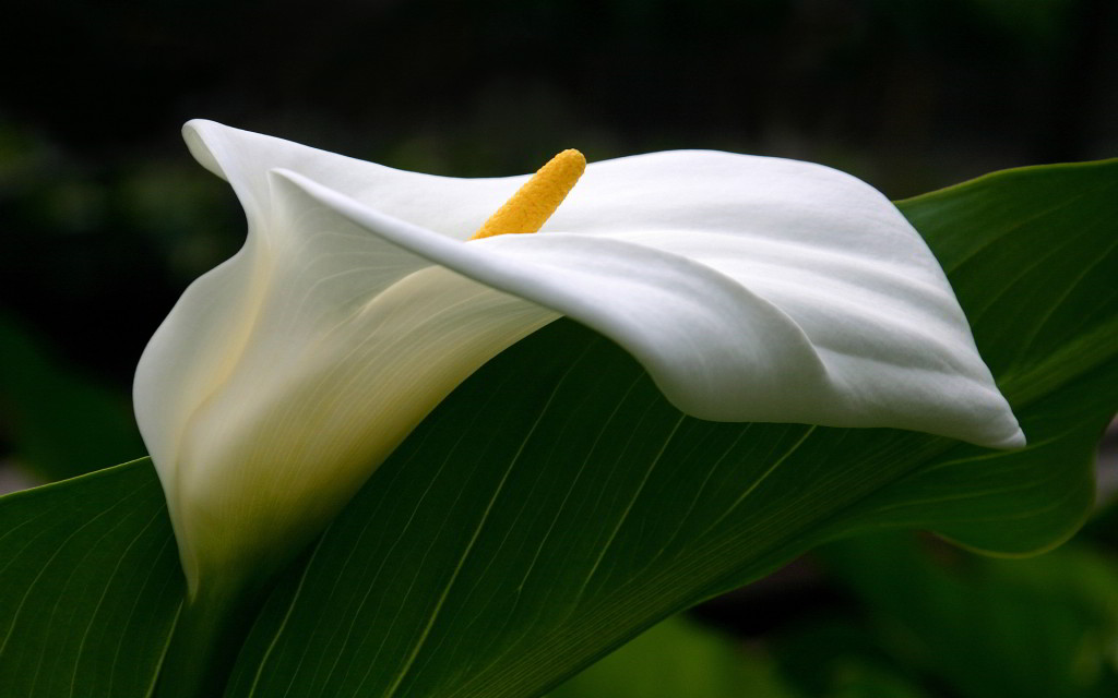 Calla Lily The National Flower of Ethiopia