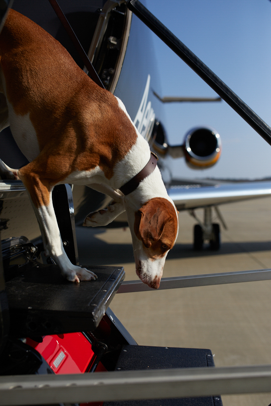 Can I fly with my pet? Aero Help Center