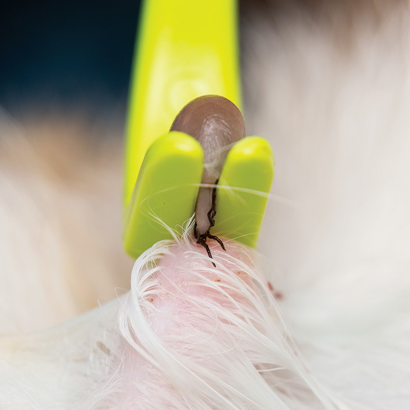 How To Remove A Tick From Your Dog or Cat | vet-n-pet DIRECT Help