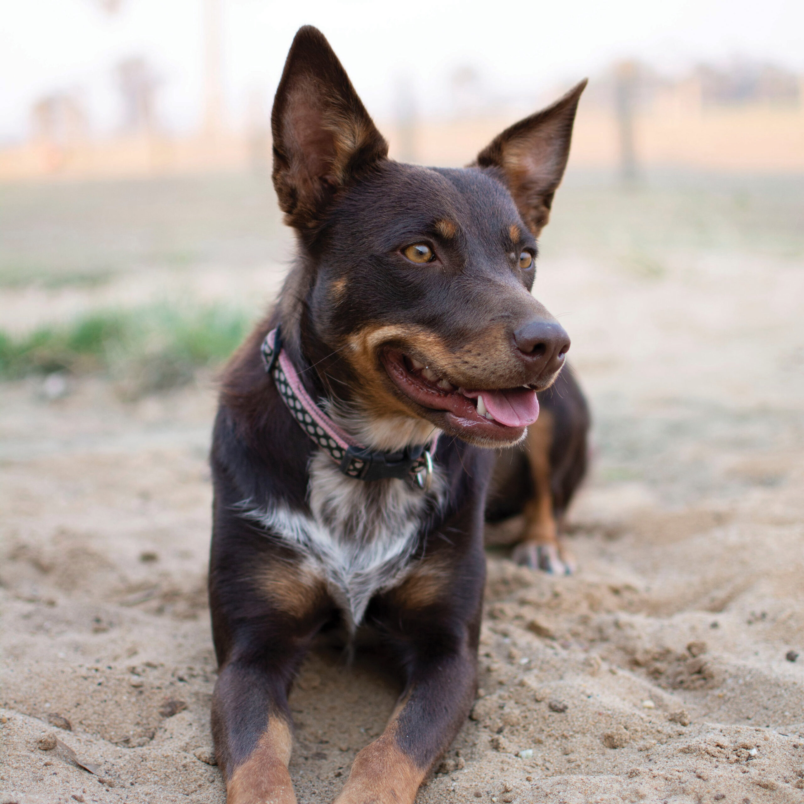 Breed Breakdown Australian Kelpie vetnpet Help