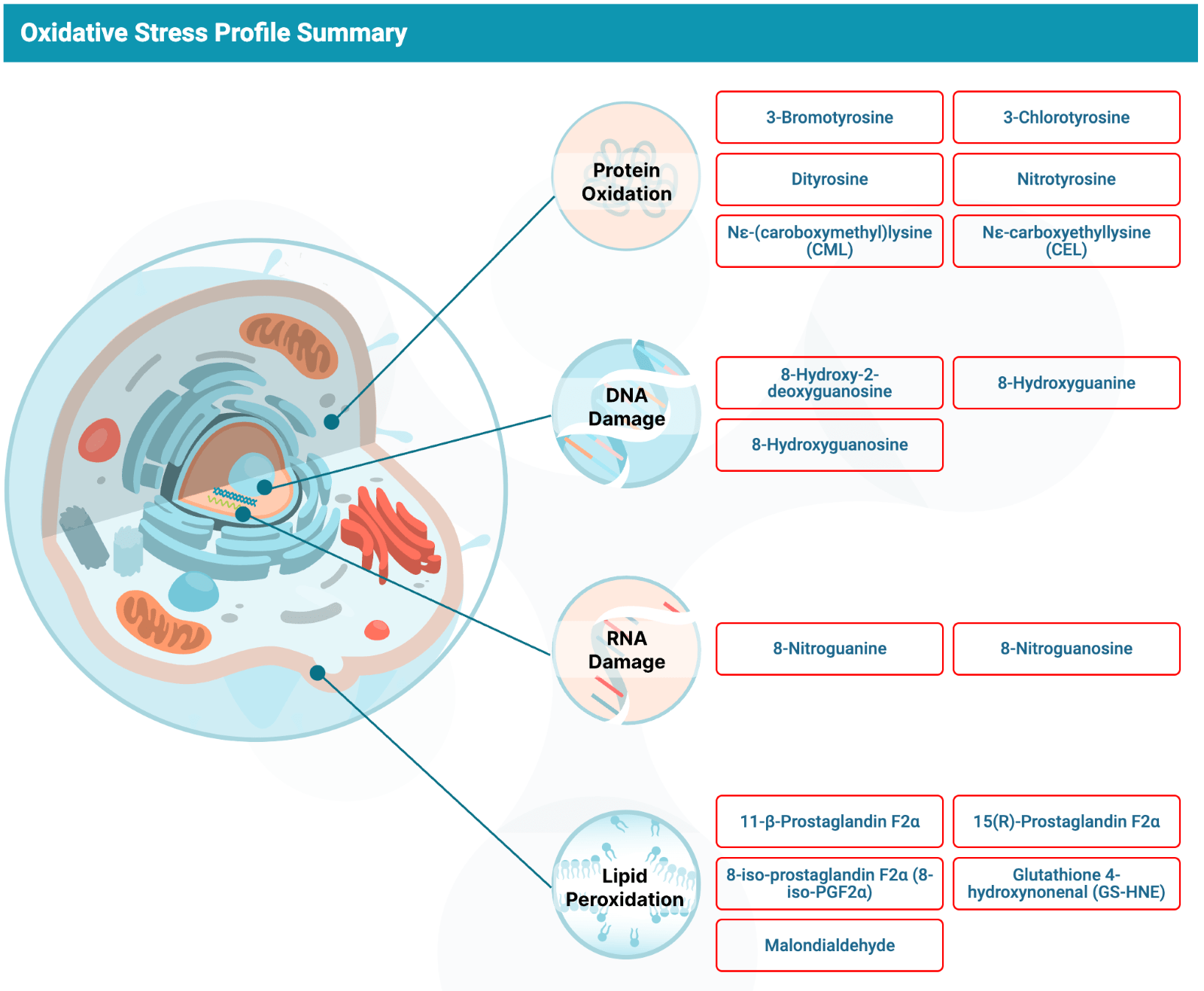 Oxidative Stress Profile Report Updates What’s New and Why It Matters