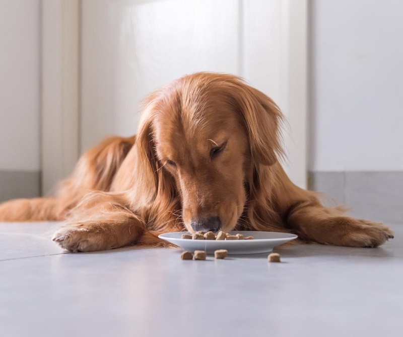 Best Dog Food Should Include These 10 Ingredients