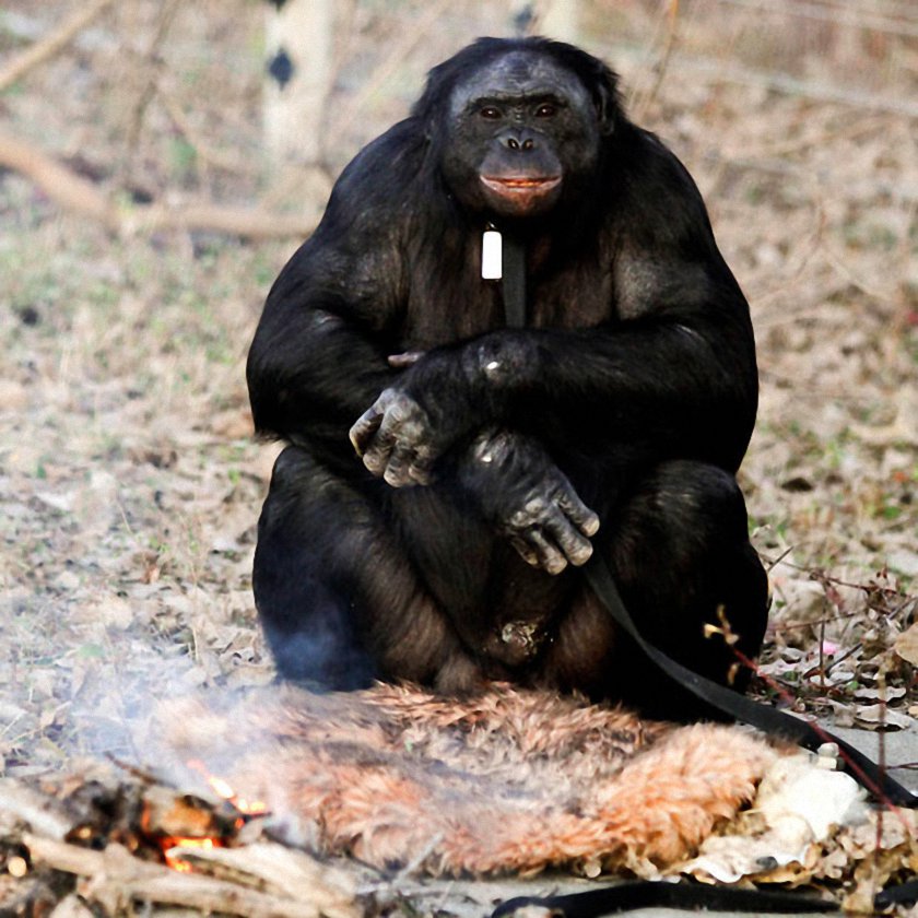 Bonobo Chimp Lights Fire and Cooks On It Helpful Colin