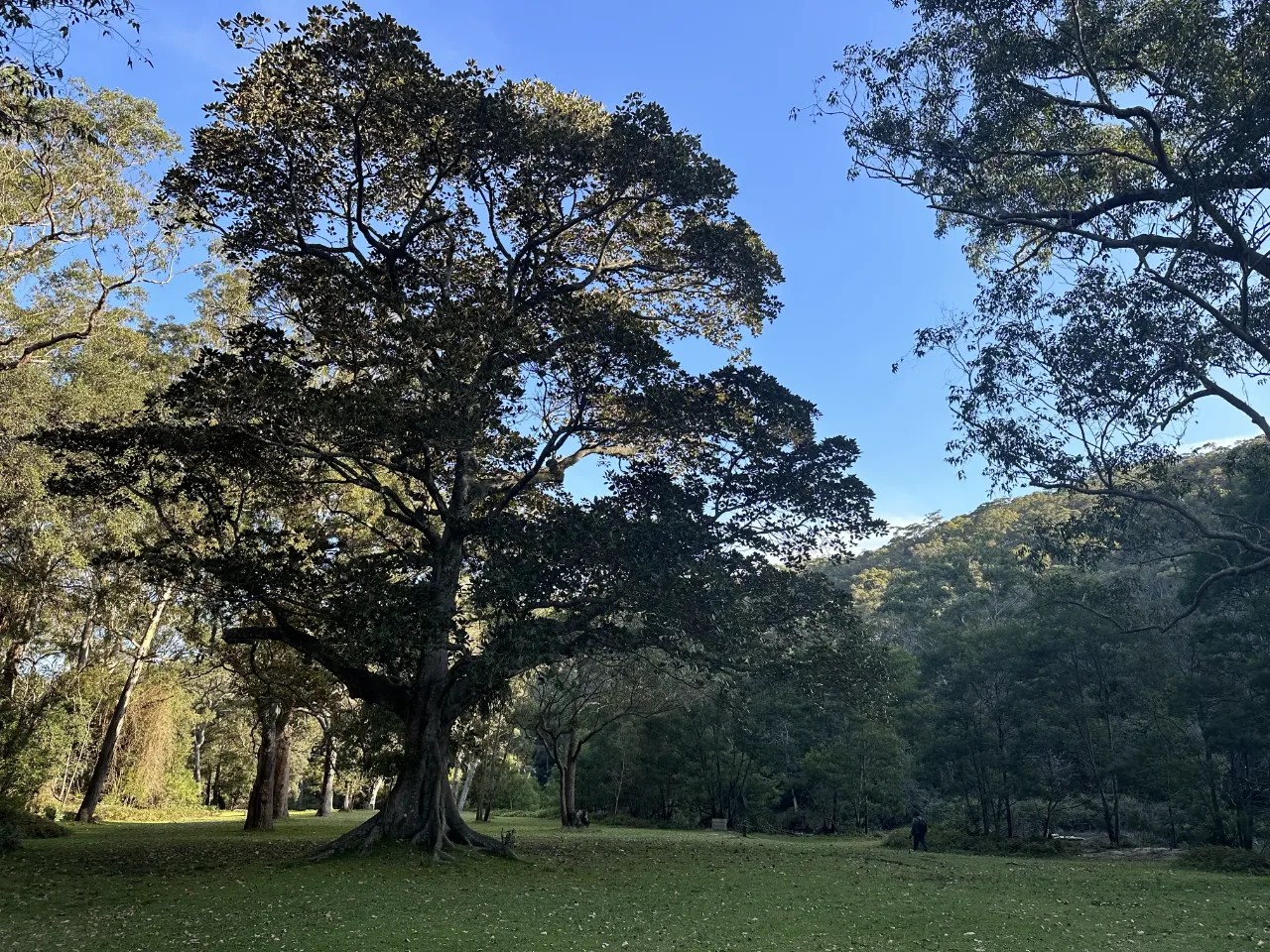 Fig Tree Flat Picnic Area Beautiful Location At The End of Lady