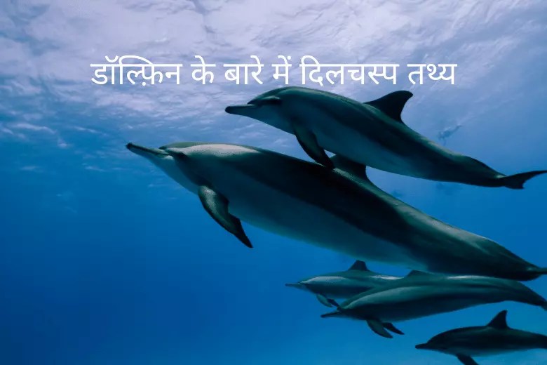 Amazing facts about Dolphin in Hindi Help Hindi Me
