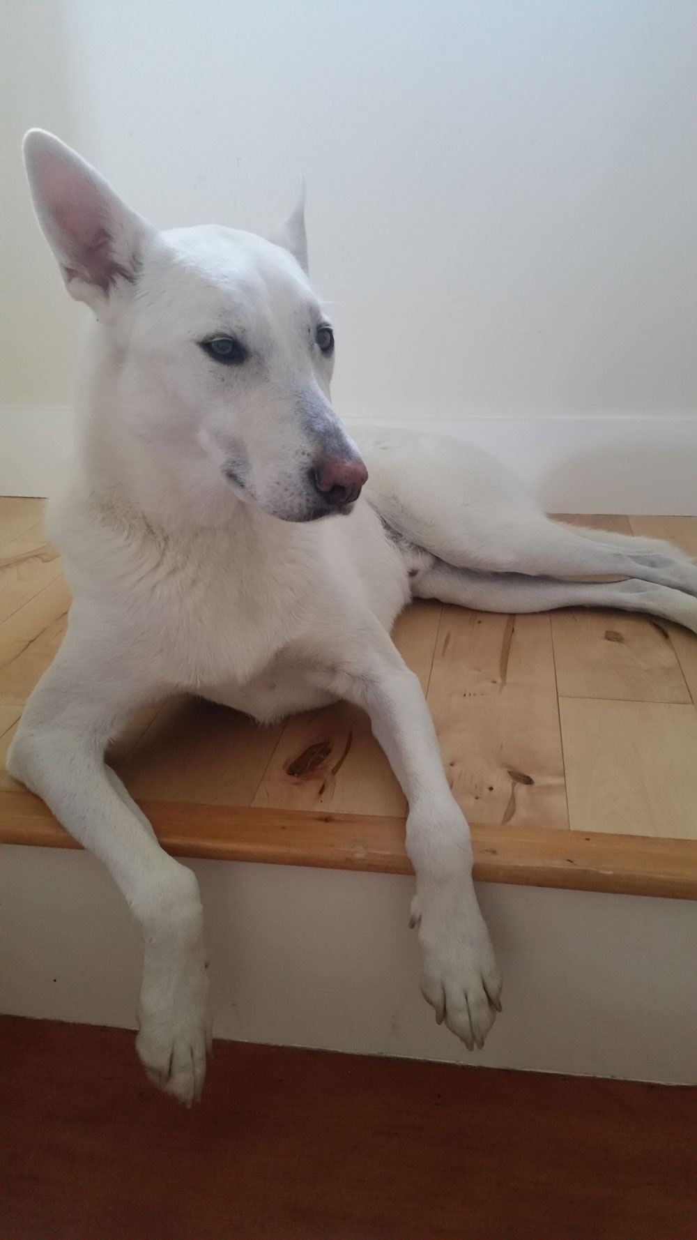 InHome Pet Euthanasia In Clearwater, FL Helping Hands Pet Hospice