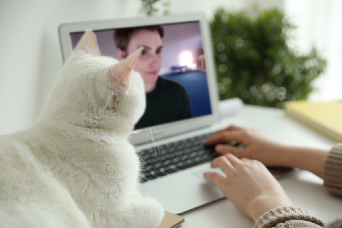 Helping Pets Behave Animal Behaviorist and Training