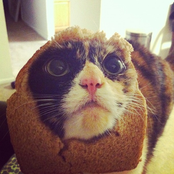 Cat Breading 101 Helping Pets Behave Animal Behaviorist and Dog