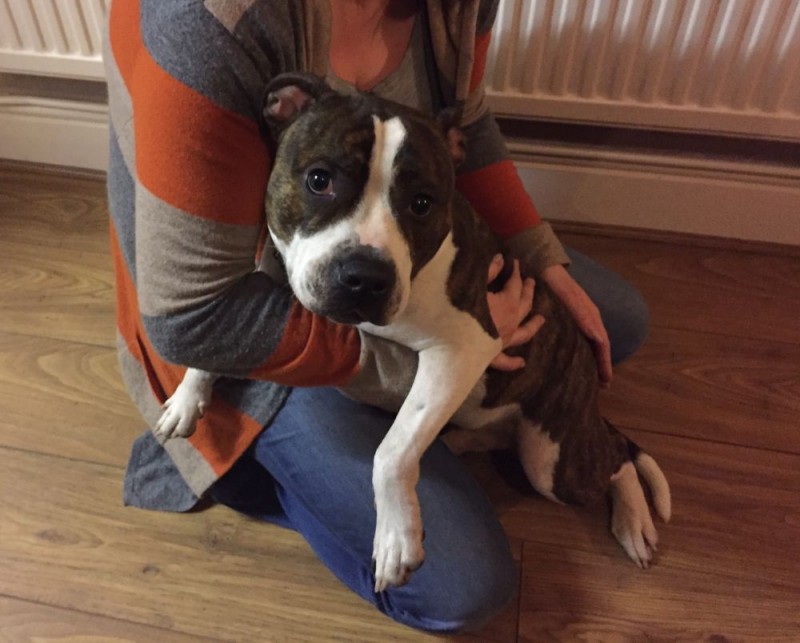 **ADOPTED** LEROY Staffy, great with cats and other dogs
