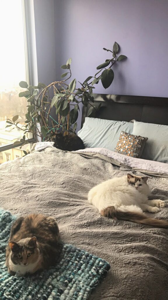 Tips You Need to Know to Address Litter Box Issues