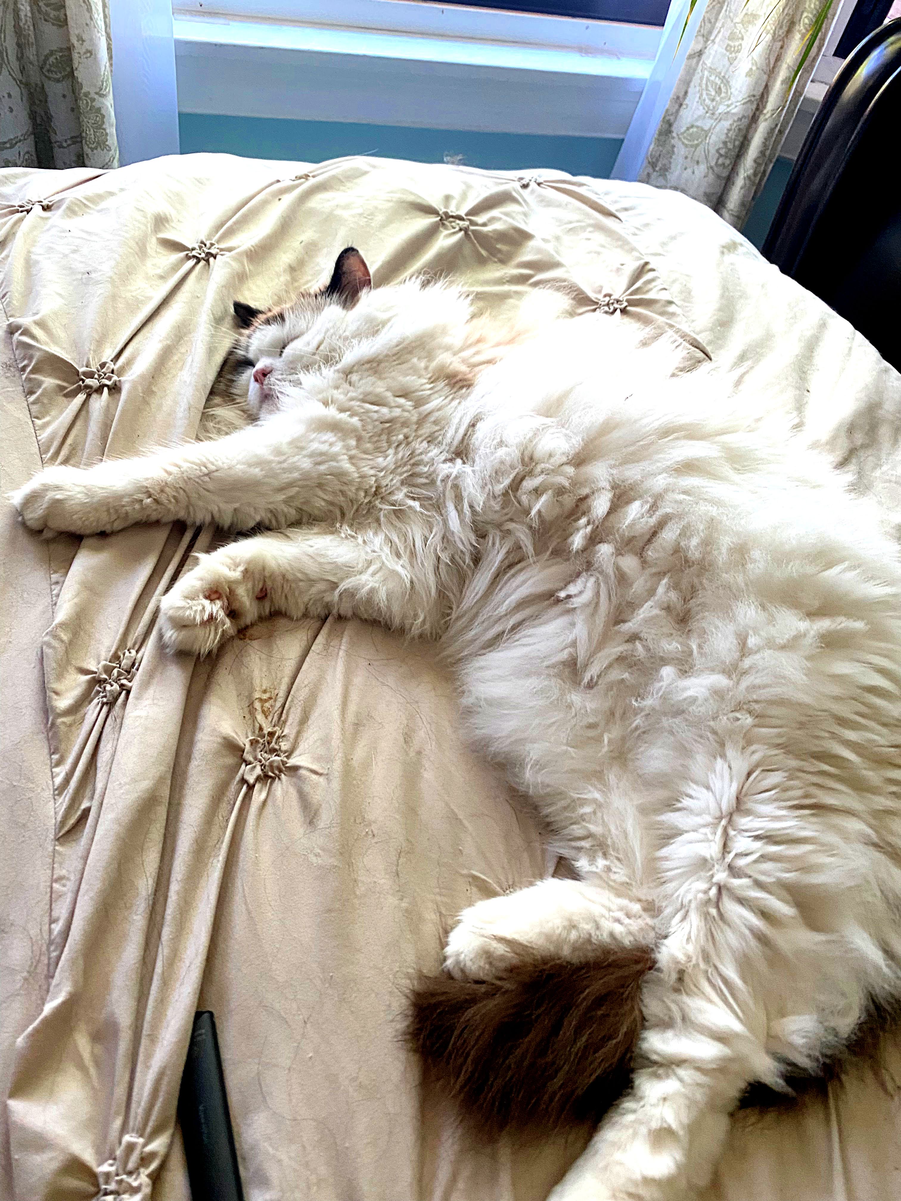 Why Do Some Cats Hate Belly Rubs? Help! I've Got Pets