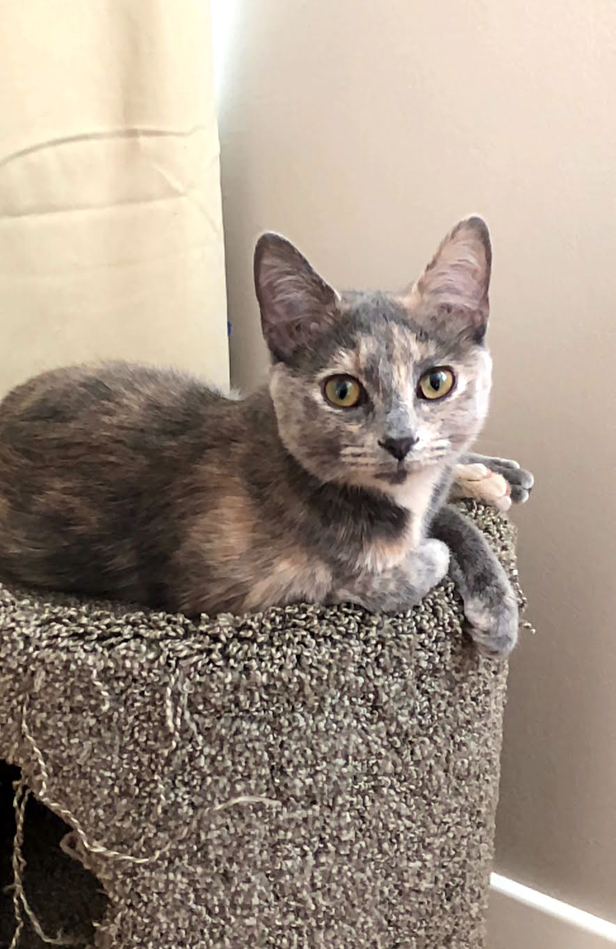 Why Do Some Cats Hate Belly Rubs? Help! I've Got Pets