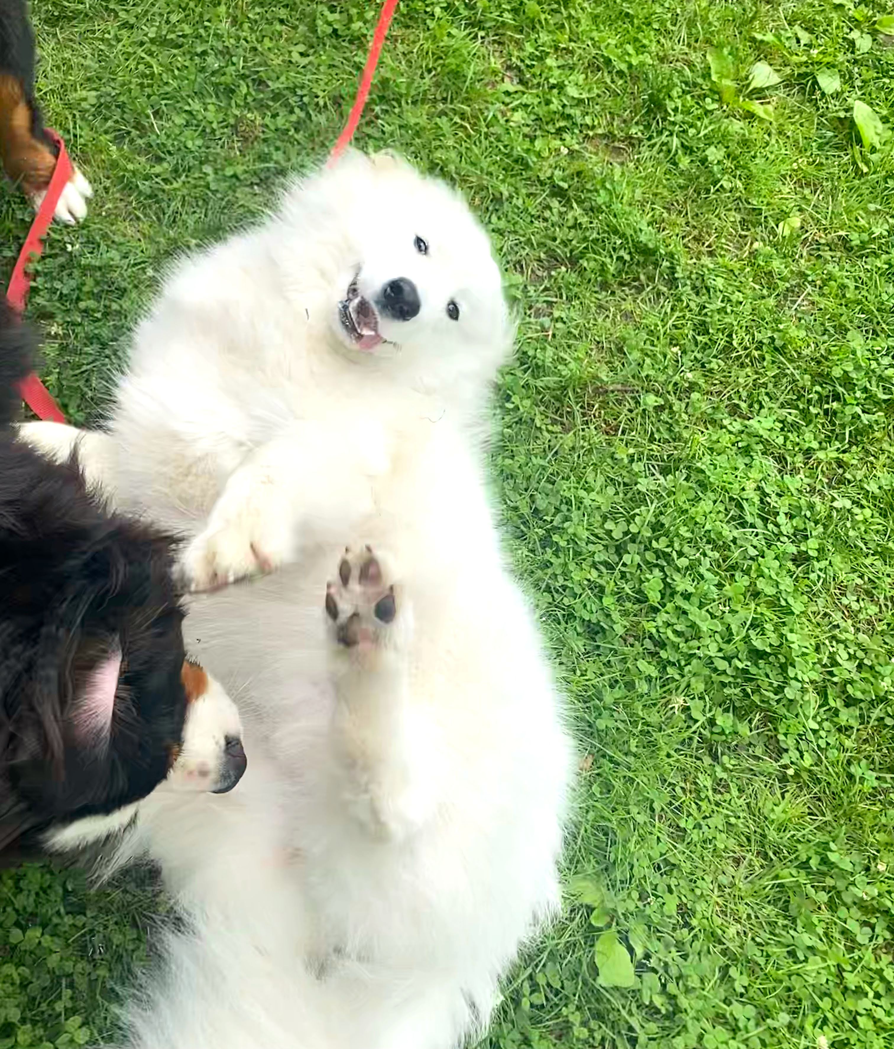 How To Deal With An Overprotective Dog Help! I've Got Pets