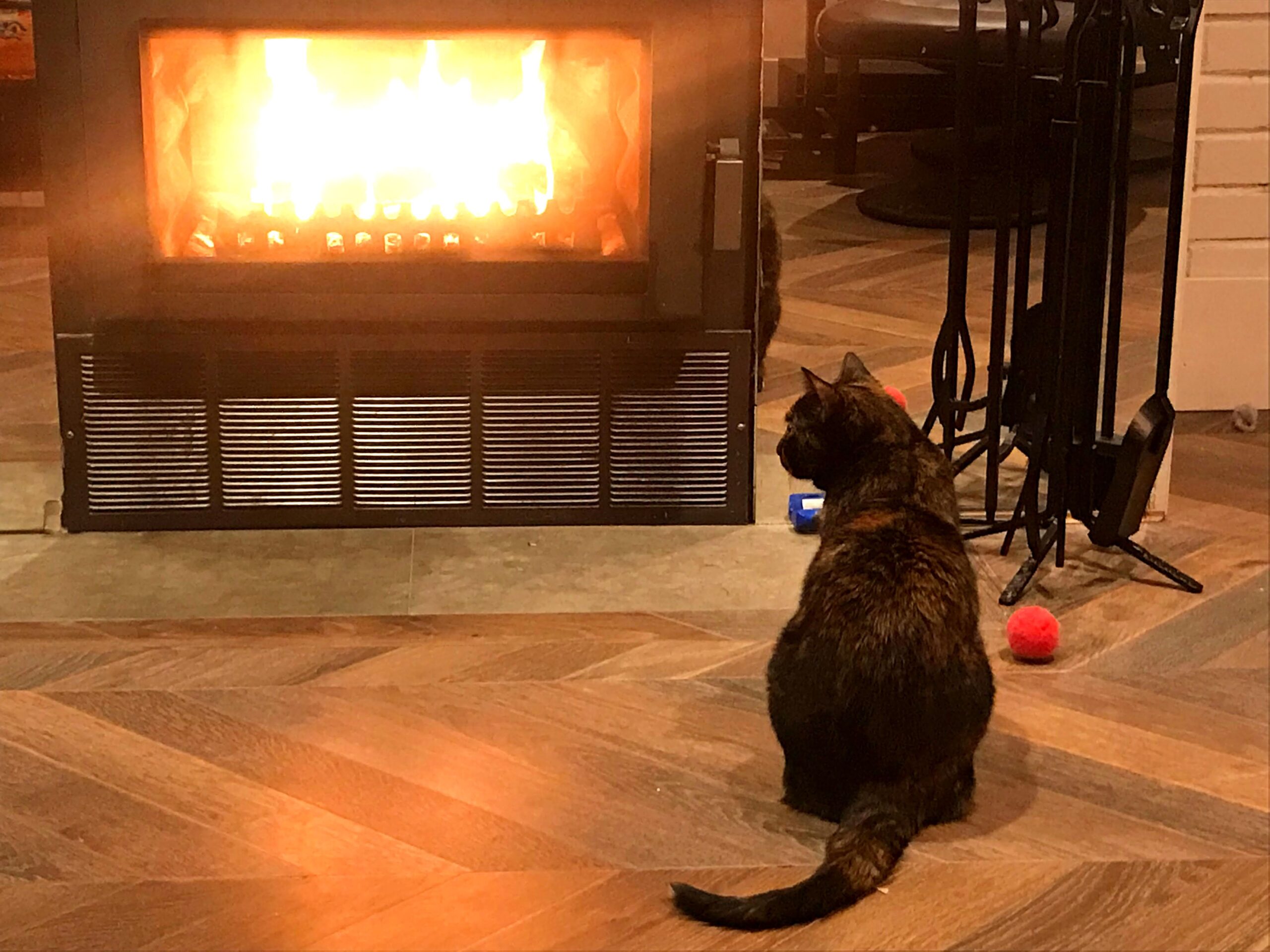 How Do You Know If Your Cat Is Happy? Help! I've Got Pets