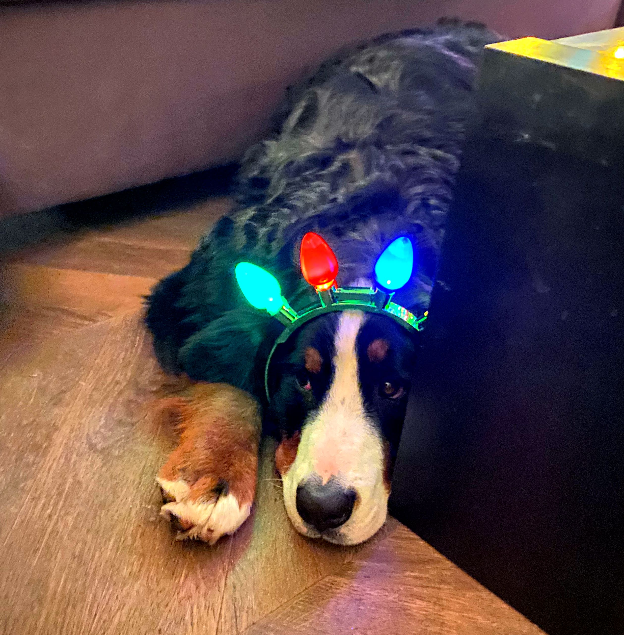 2021 Holiday Gift Guide Best Gifts For Pet Owners!