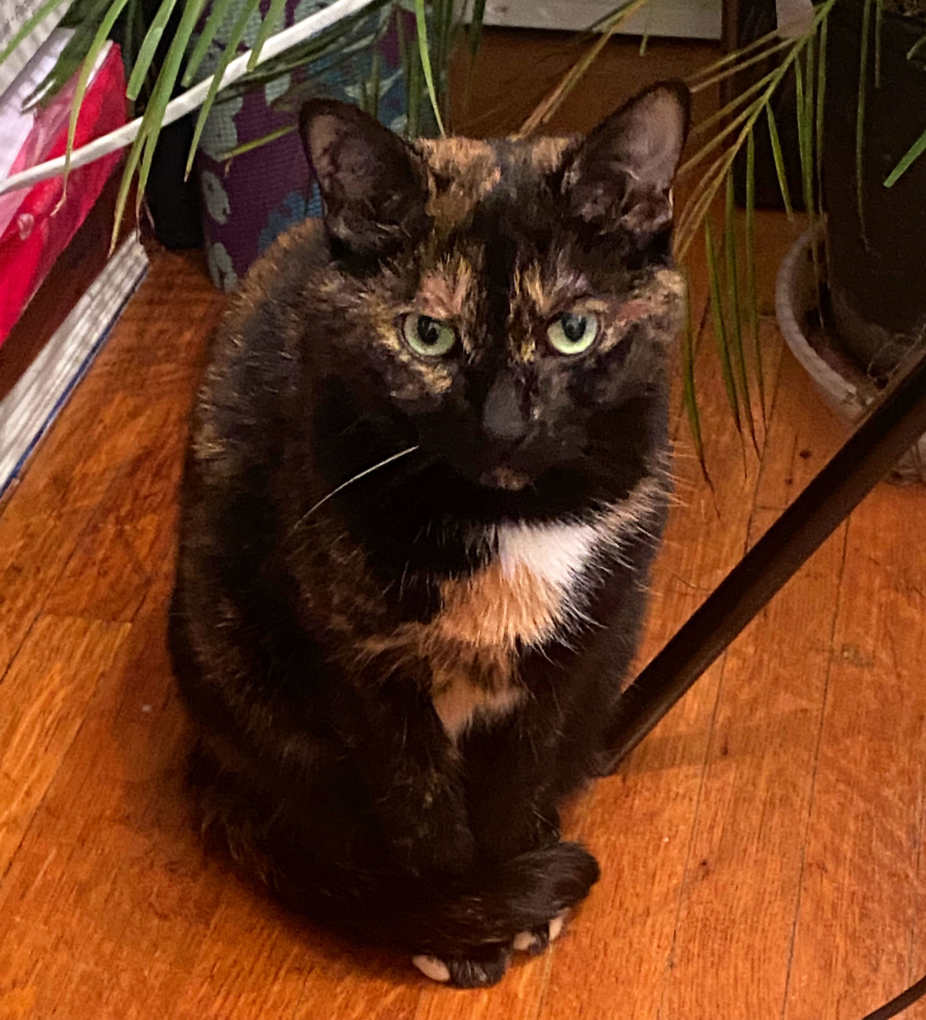 What You Need To Know About Lumps On Cats And Dogs