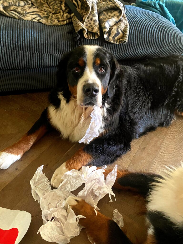 Is Your Dog Getting Enough Exercise? Help! I've Got Pets