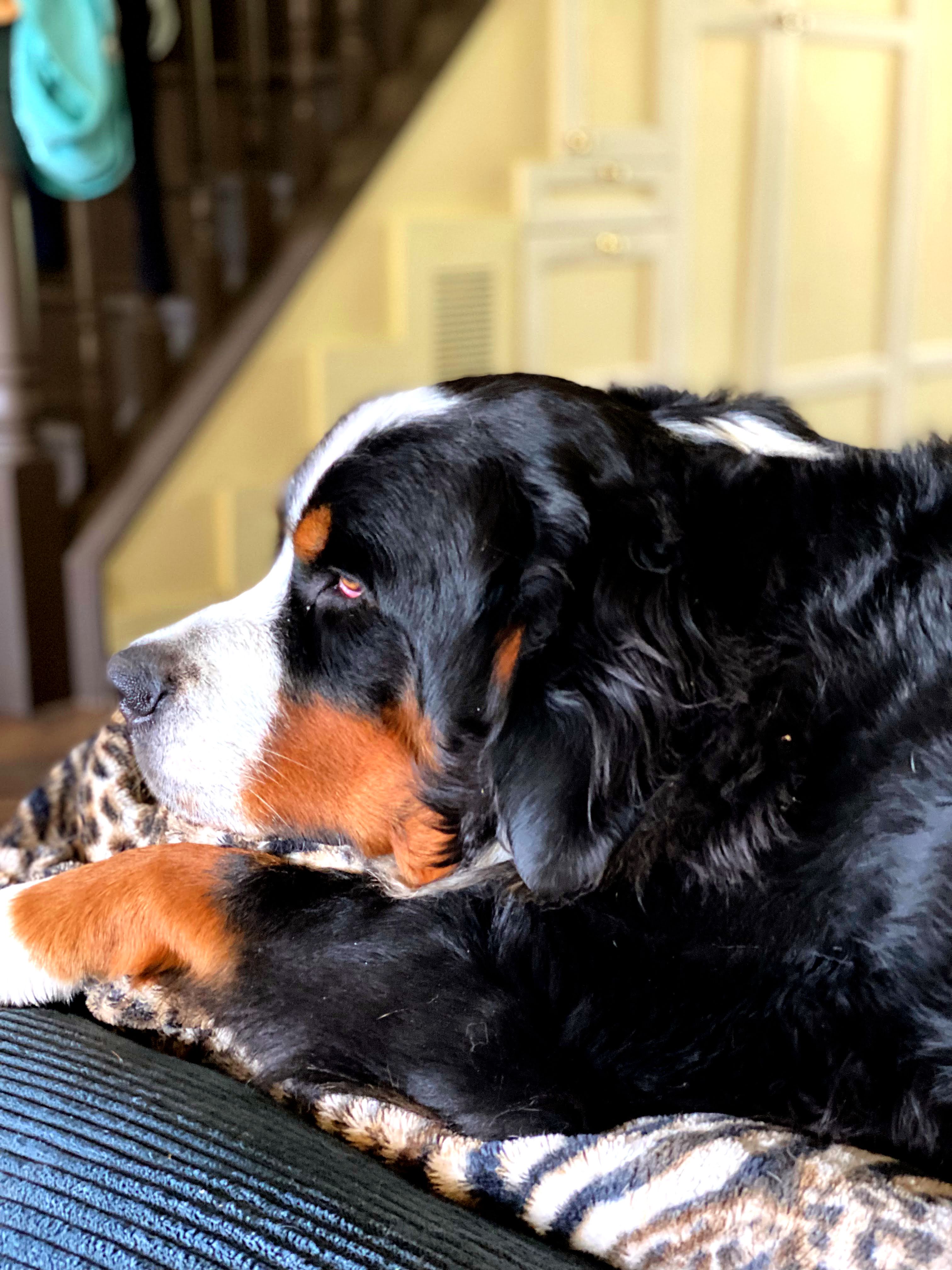 Is Your Dog Getting Enough Exercise? Help! I've Got Pets