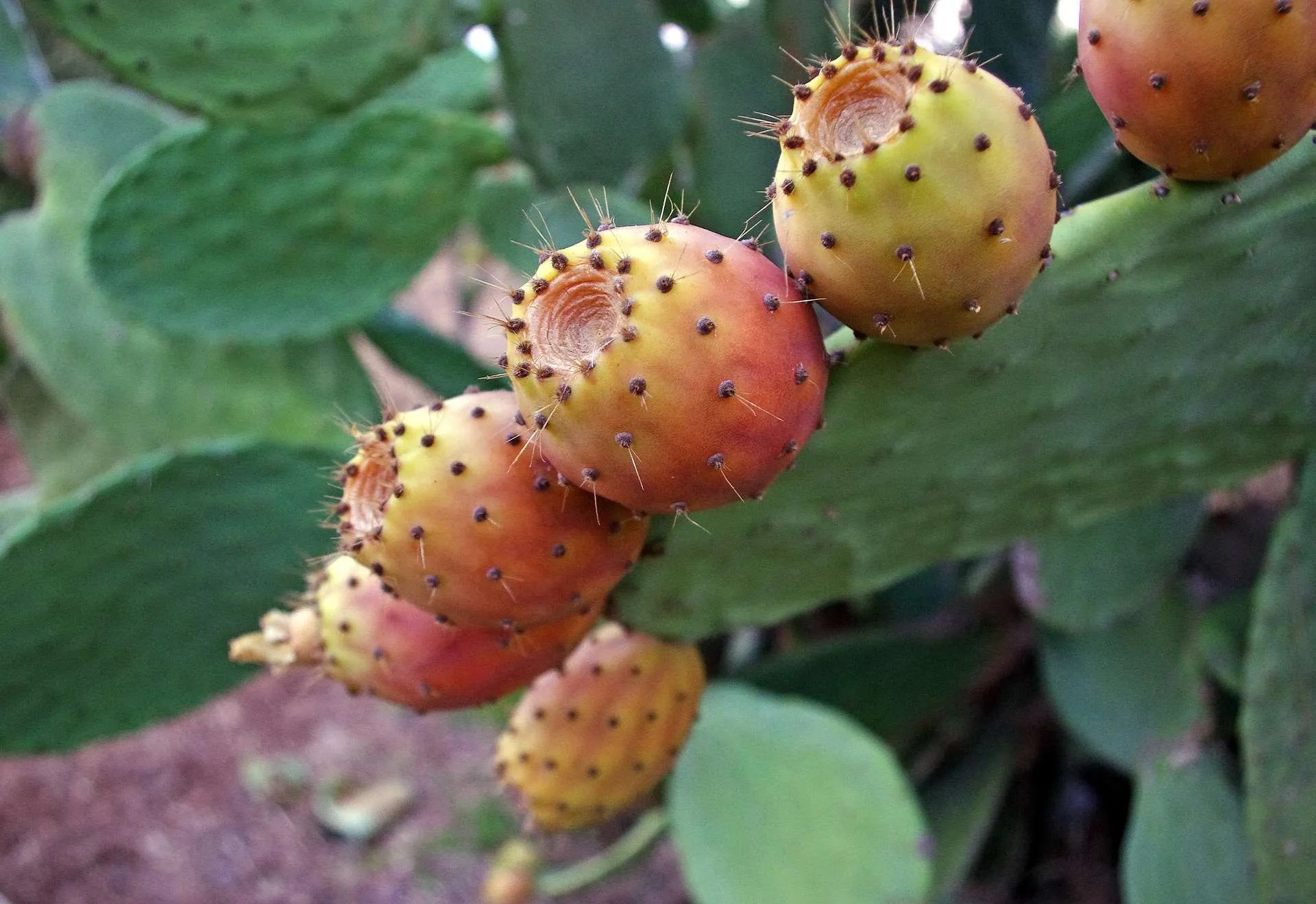 Kaktusfeigen im Garten pflanzen das müssen Sie beachten