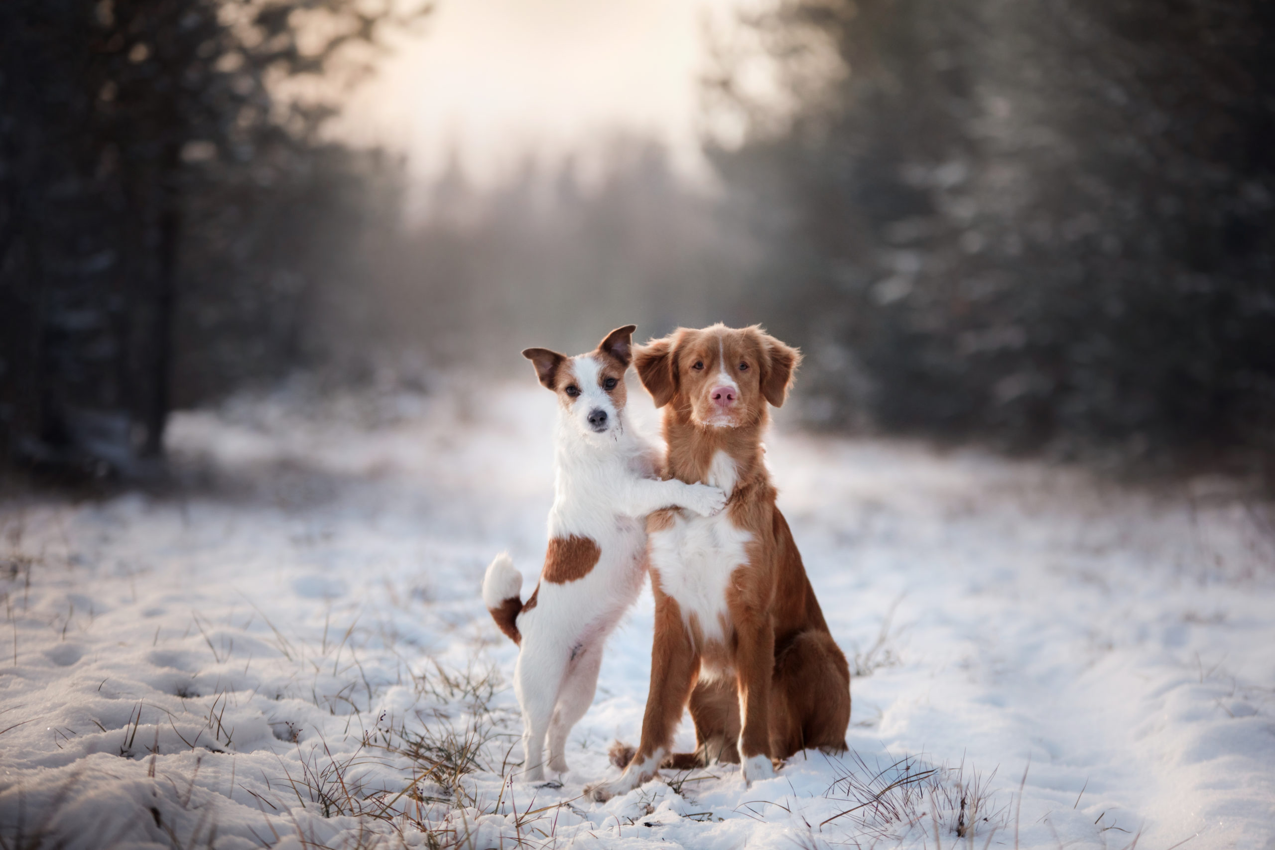Winter Care Tips for your Pets Help Pet Shelters