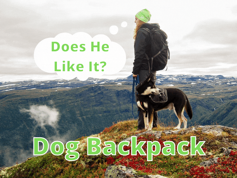 Dog Hiking Backpack [Will My Dog Like it?] Help Shoe
