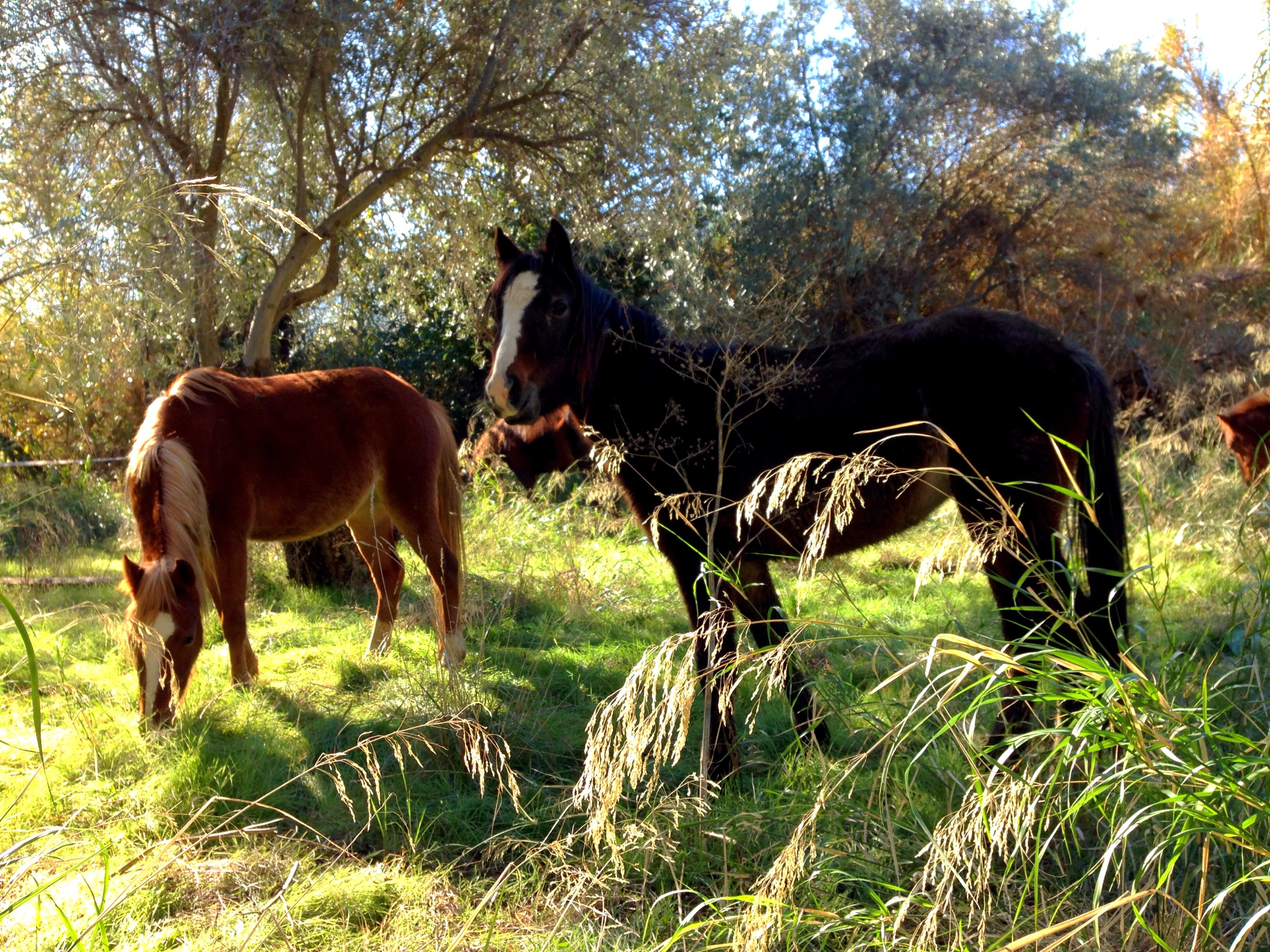 Experience Life Working at Horse Stables in Spain