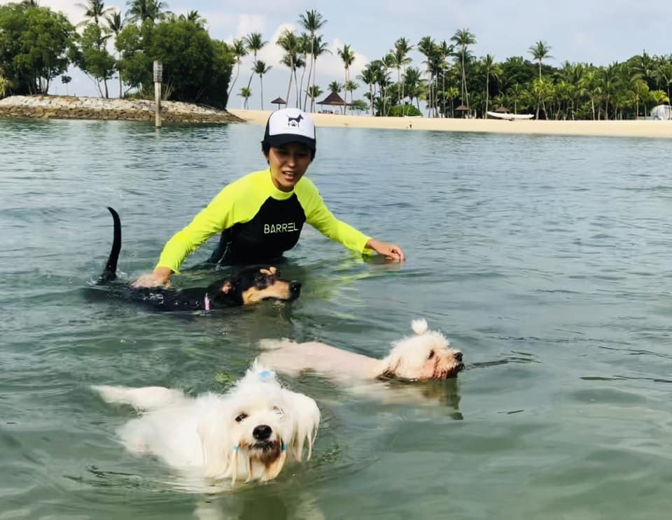 Love Dogs? Dog Boarding Services Helping in Singapore