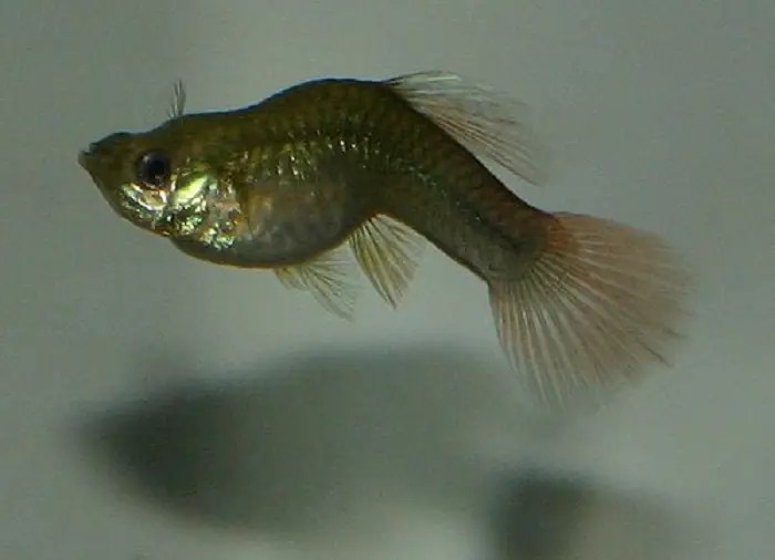 Why Does My Guppy Have A Bent Spine?