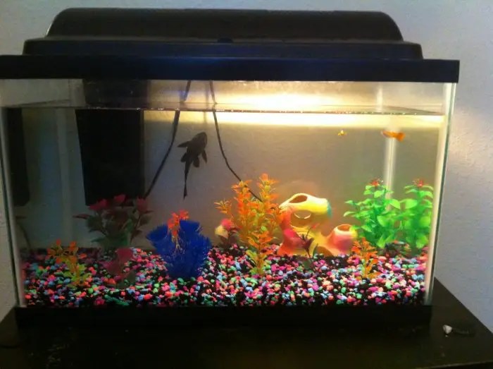 How Many Guppies in 10 Gallon Fish Tank?