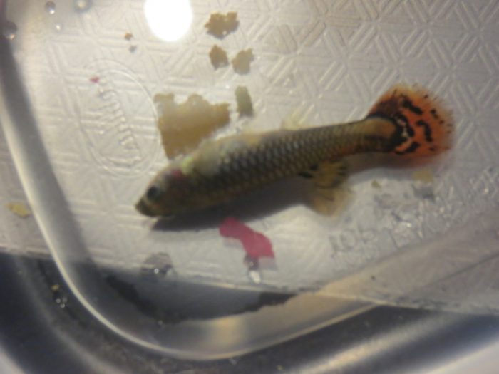 Why Do My Guppy Fish Keep Dying? {9 Possible Explanations}