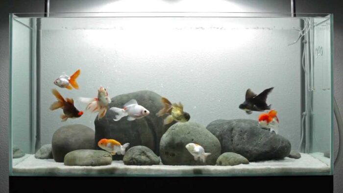 Can Goldfish Live In Tap Water? Will They Survive?