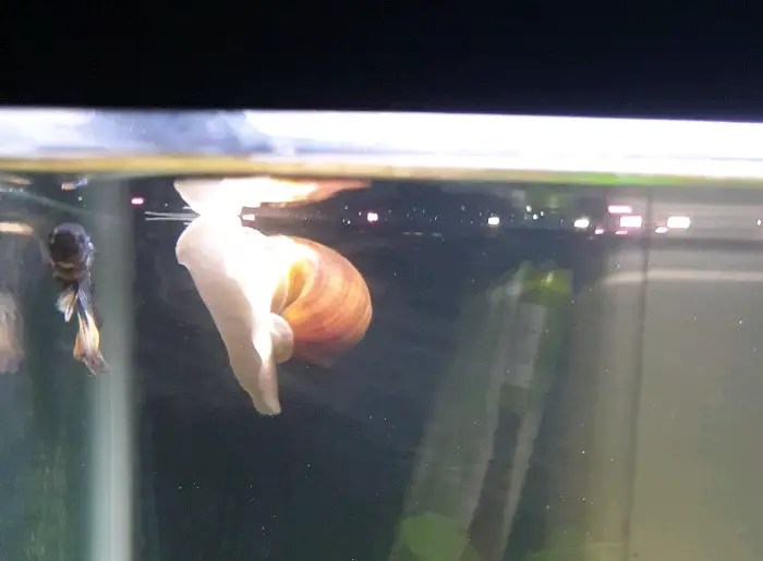 Why Is My Mystery Snail Floating? Is It Dead?