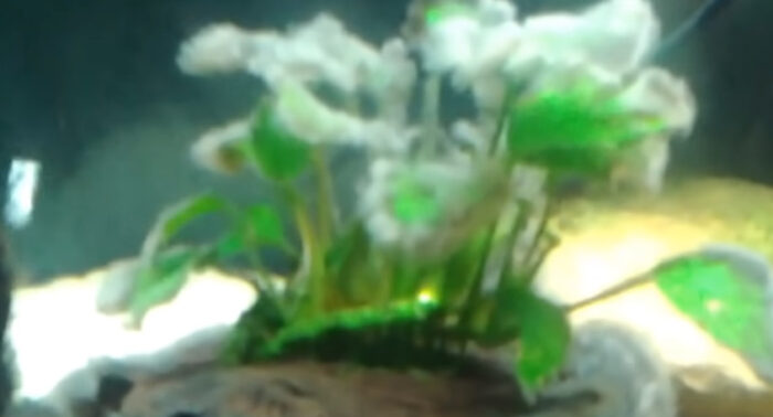 What is White Cotton Like Stuff in Fish Tank?
