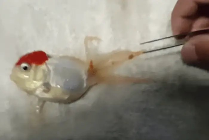 Web how to get rid of goldfish fungus? Web how do you prevent fish eggs from getting fungus? Goldfish Lice Disease Symptoms, Treatment, Prevention