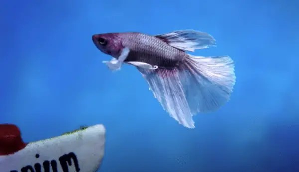 Betta Fish Water Conditions (Guide) Tempreature, pH Level, Size + More