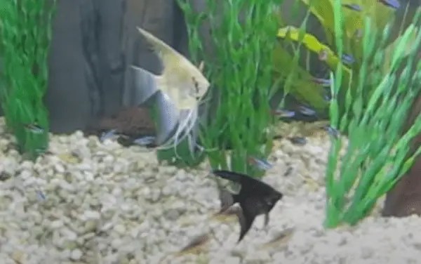 How to Treat Neon Tetra Fin Rot