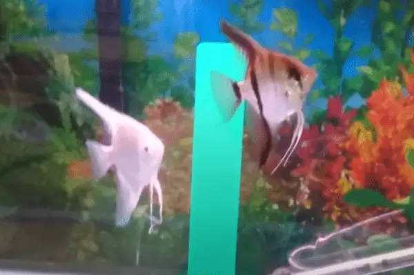 Can You Keep Guppies And Angelfish Together?