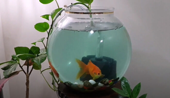 Can Goldfish Live In A Bowl? Everything You Need To Know Here