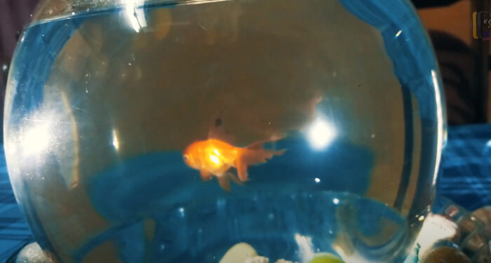 Do Goldfish Need A Filter? Will They Survive?