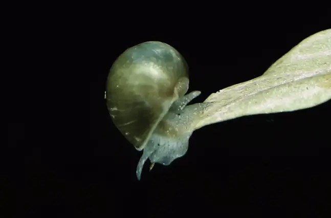 Do Goldfish Eat Snails? Can They Coexist In The Same Tank