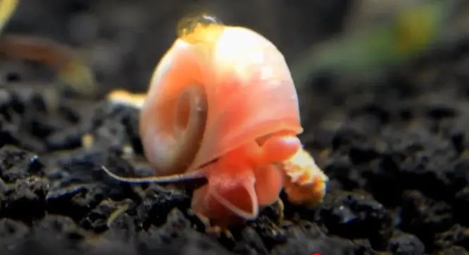 Do Goldfish Eat Snails? Can They Coexist In The Same Tank