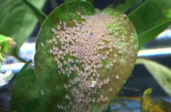 How Often Do Angelfish Lay Eggs?