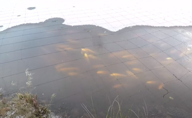 Do Koi Fish Hibernate? {What You Need To Do for Them Over Winter}