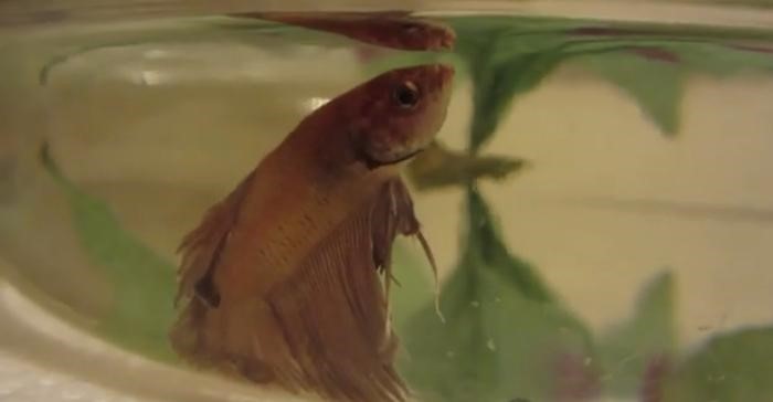 Betta Fish Laying on Its Side