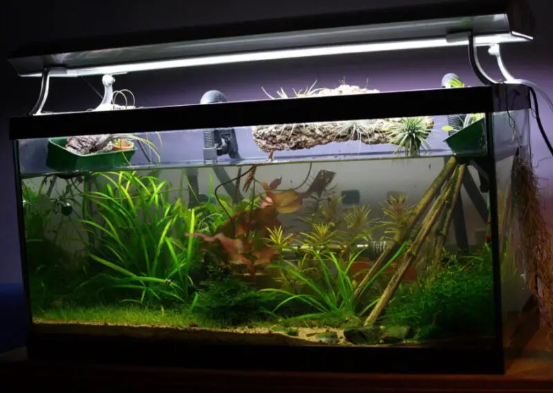 Cloudy Fish Tank Causes And How To Fix It For Crystal Clear Water