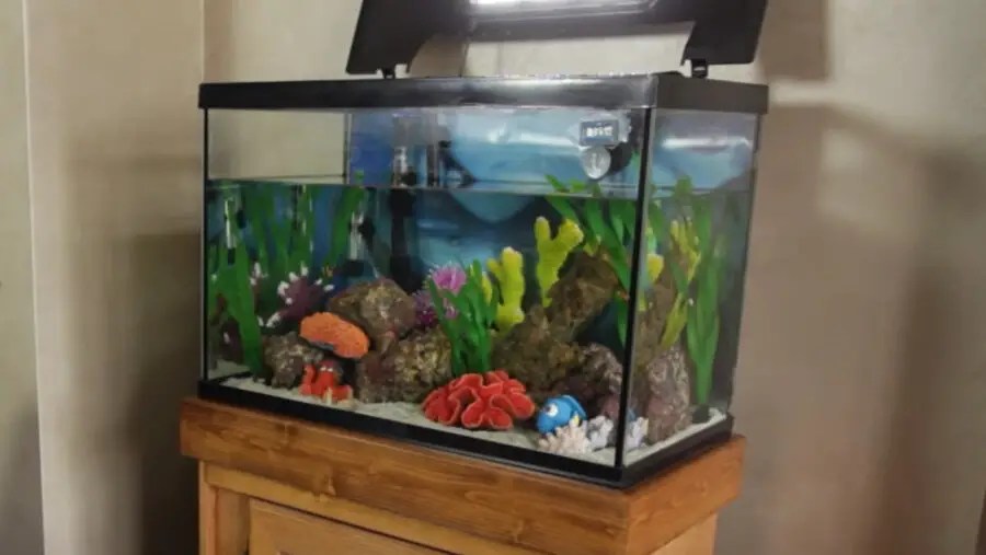 Converting Freshwater Mollies to Saltwater {Full Guide}