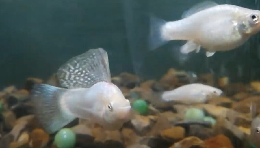 Why Are My Female Mollies Chasing Each Other